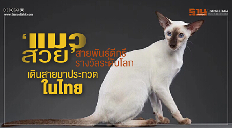 ‘แมวสวย’ สายพันธุ์ดีกรีรางวัลระดับโลก เดินสายมาประกวดในไทย ‘แมวสวย’ สายพันธุ์ดีกรีรางวัลระดับโลก เดินสายมาประกวดในไทย