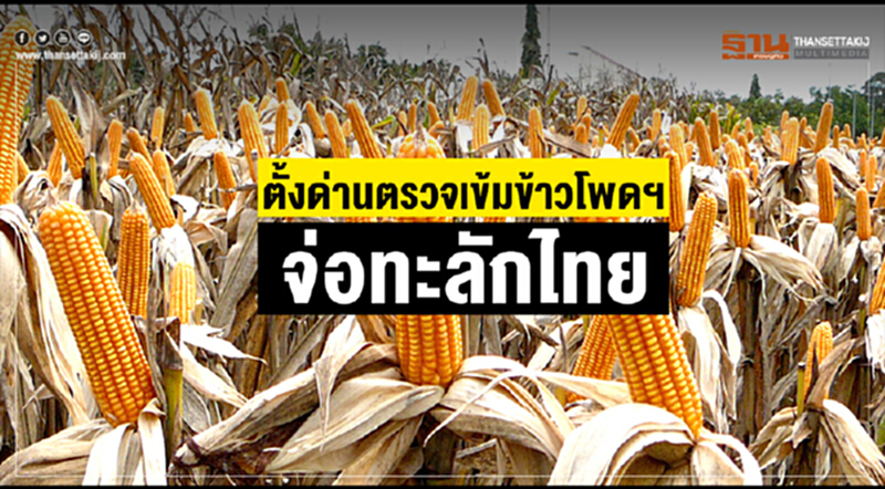ตั้งด่านตรวจเข้ม! "ข้าวโพดฯ" จ่อทะลักไทย ตั้งด่านตรวจเข้ม! "ข้าวโพดฯ" จ่อทะลักไทย