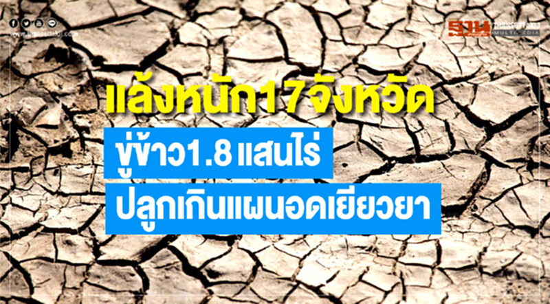 แล้งหนัก! 17 จังหวัด ขู่ข้าว 1.8 แสนไร่ ปลูกเกินแผน อดเยียวยา แล้งหนัก! 17 จังหวัด ขู่ข้าว 1.8 แสนไร่ ปลูกเกินแผน อดเยียวยา