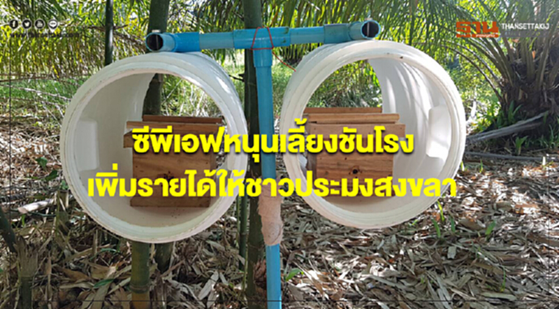 ซีพีเอฟหนุนเลี้ยงชันโรง เพิ่มรายได้ให้ชาวประมงสงขลา ซีพีเอฟหนุนเลี้ยงชันโรง เพิ่มรายได้ให้ชาวประมงสงขลา