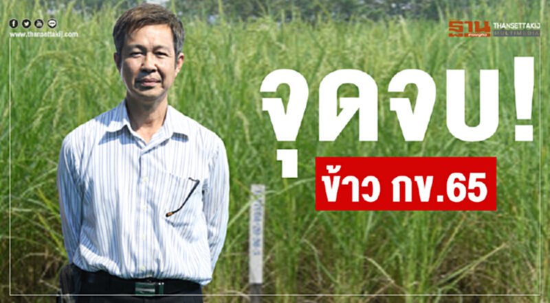 จุดจบ! ข้าว กข.65 จุดจบ! ข้าว กข.65