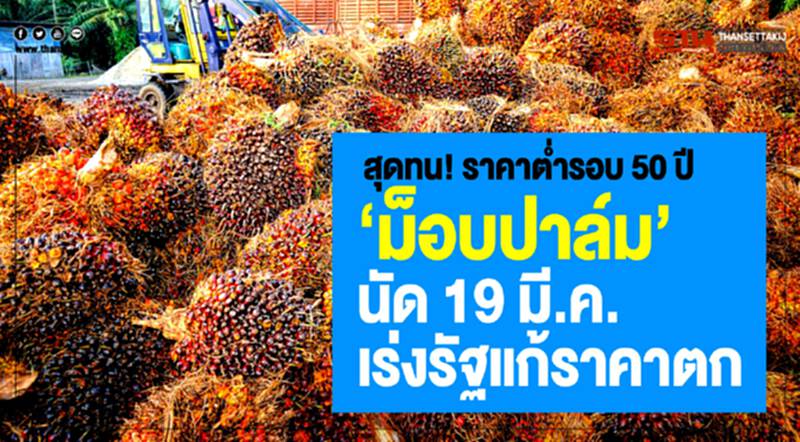 "ม็อบปาล์ม" นัด 19 มี.ค. เร่งรัฐแก้ราคาตก "ม็อบปาล์ม" นัด 19 มี.ค. เร่งรัฐแก้ราคาตก