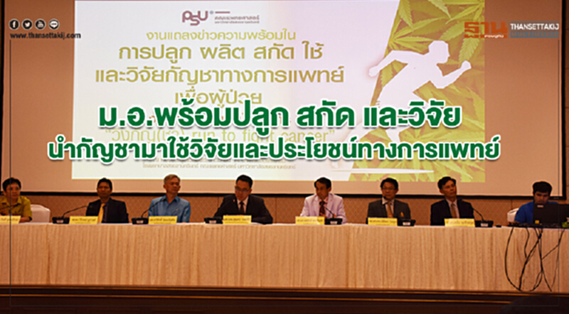 ม.อ.แถลงพร้อมปลูก สกัด และวิจัย นำกัญชามาใช้วิจัยและประโยชน์ทางการแพทย์ ม.อ.แถลงพร้อมปลูก สกัด และวิจัย นำกัญชามาใช้วิจัยและประโยชน์ทางการแพทย์