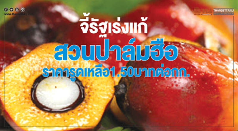 จี้รัฐเร่งแก้ สวนปาล์มฮือ ราคารูดเหลือ 1.50 บาทต่อกก. จี้รัฐเร่งแก้ สวนปาล์มฮือ ราคารูดเหลือ 1.50 บาทต่อกก.