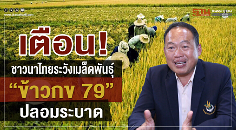 "ข้าวกข 79" ฟีเวอร์! "ข้าวกข 79" ฟีเวอร์!