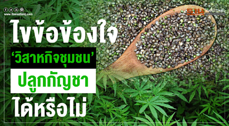 ไขข้อข้องใจ "วิสาหกิจชุมชน"ปลูกกัญชาได้หรือไม่ ไขข้อข้องใจ "วิสาหกิจชุมชน"ปลูกกัญชาได้หรือไม่