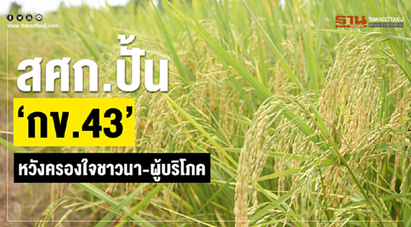 สศก. ปั้น "กข 43" หวังครองใจชาวนา-ผู้บริโภค สศก. ปั้น "กข 43" หวังครองใจชาวนา-ผู้บริโภค
