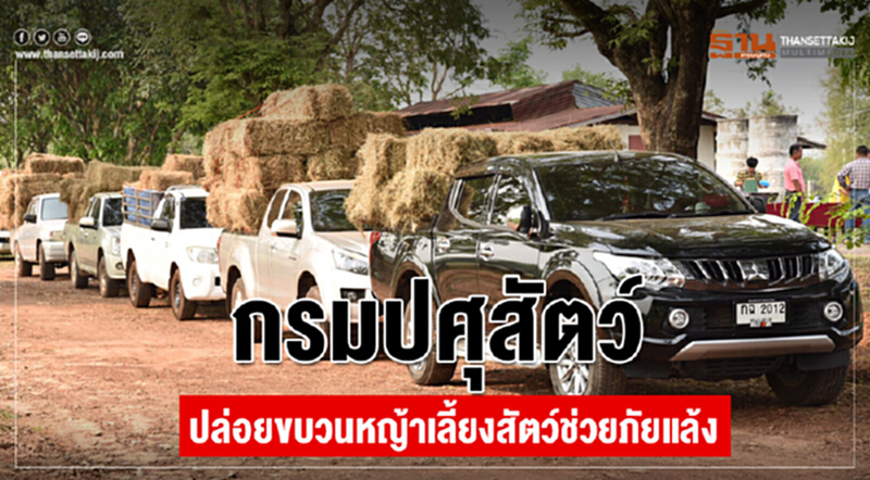 กรมปศุสัตว์ปล่อยขบวน "หญ้าเลี้ยงสัตว์" ช่วยภัยแล้ง กรมปศุสัตว์ปล่อยขบวน "หญ้าเลี้ยงสัตว์" ช่วยภัยแล้ง