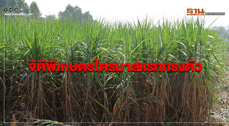 "จีดีพีเกษตร" ไตรมาสแรกทรงตัว ขยาย 0.5% ตั้งเป้าทั้งปีโต 3%