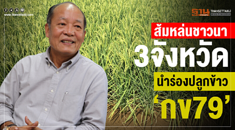 ส้มหล่น "ชาวนา 3 จังหวัด" นำร่องปลูกข้าว "กข79" ส้มหล่น "ชาวนา 3 จังหวัด" นำร่องปลูกข้าว "กข79"