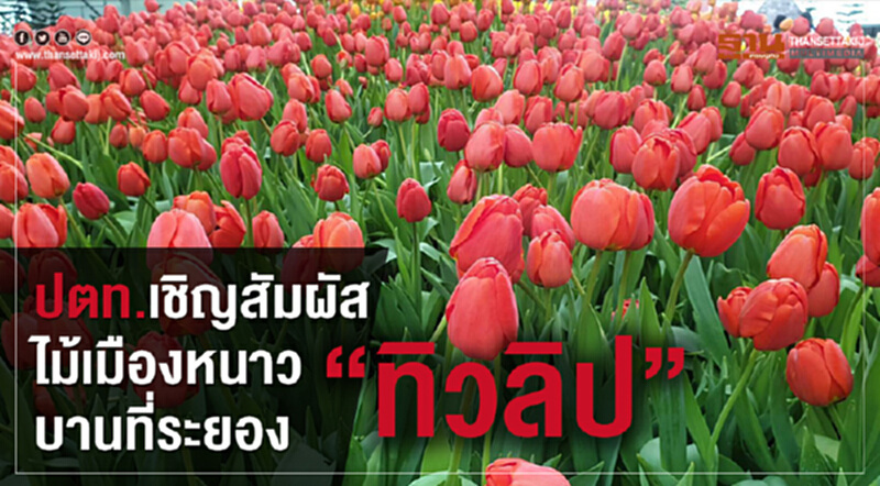 ปตท. เชิญร่วมสัมผัส "ทิวลิป" ไม้เมืองหนาวบานที่ระยอง ปตท. เชิญร่วมสัมผัส "ทิวลิป" ไม้เมืองหนาวบานที่ระยอง