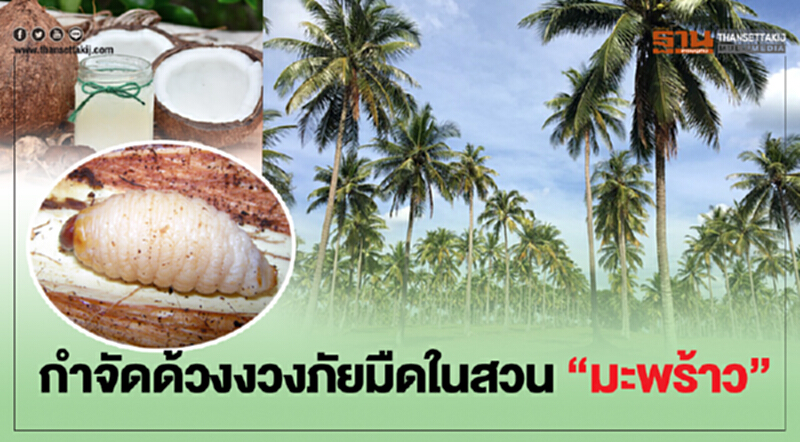 กำจัดด้วงงวงภัยมืดในสวน“มะพร้าว” กำจัดด้วงงวงภัยมืดในสวน“มะพร้าว”