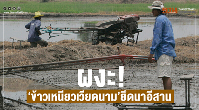 ผงะ! "ข้าวเหนียวเวียดนาม" ยึดนาอีสาน ผงะ! "ข้าวเหนียวเวียดนาม" ยึดนาอีสาน
