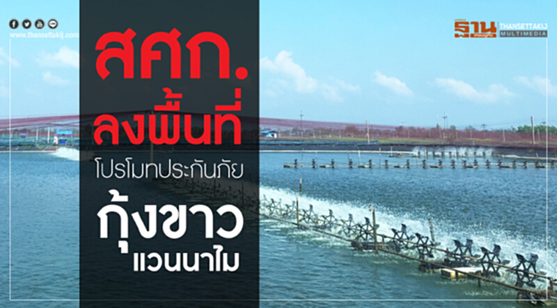 สศก. ลงพื้นที่โปรโมท "ประกันภัยกุ้งขาวแวนนาไม" สศก. ลงพื้นที่โปรโมท "ประกันภัยกุ้งขาวแวนนาไม"
