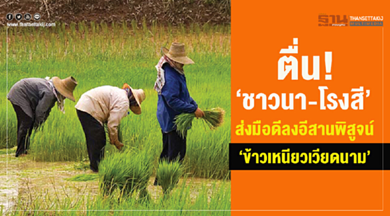 ตื่น! "ชาวนา-โรงสี" ส่งมือดีลงอีสาน พิสูจน์ "ข้าวเหนียวเวียดนาม" ตื่น! "ชาวนา-โรงสี" ส่งมือดีลงอีสาน พิสูจน์ "ข้าวเหนียวเวียดนาม"