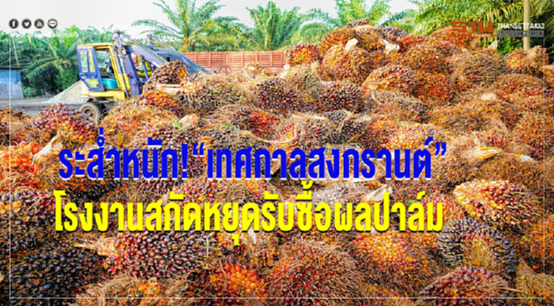 ระส่ำหนัก! “เทศกาลสงกรานต์” โรงงานสกัดหยุดรับซื้อผลปาล์ม ระส่ำหนัก! “เทศกาลสงกรานต์” โรงงานสกัดหยุดรับซื้อผลปาล์ม