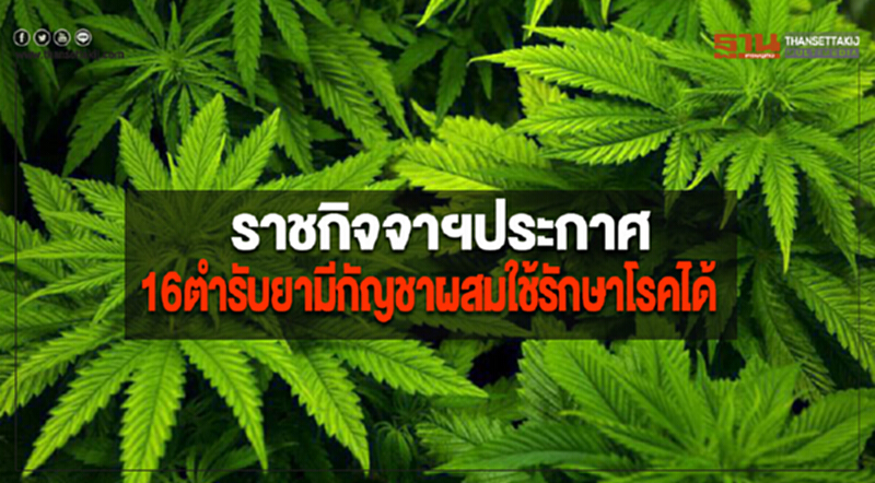 ราชกิจจาฯประกาศ16ตำรับยามีกัญชาผสมใช้รักษาโรคได้ ราชกิจจาฯประกาศ16ตำรับยามีกัญชาผสมใช้รักษาโรคได้