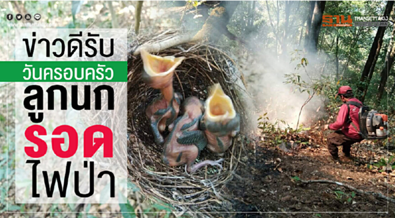 ข่าวดีรับวันครอบครัว! ลูกนกรอดไฟป่า ข่าวดีรับวันครอบครัว! ลูกนกรอดไฟป่า