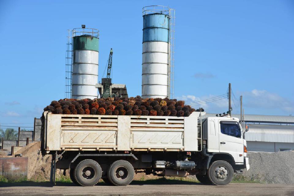 จัดระเบียบโรงงานสกัดน้ำมันปาล์ม