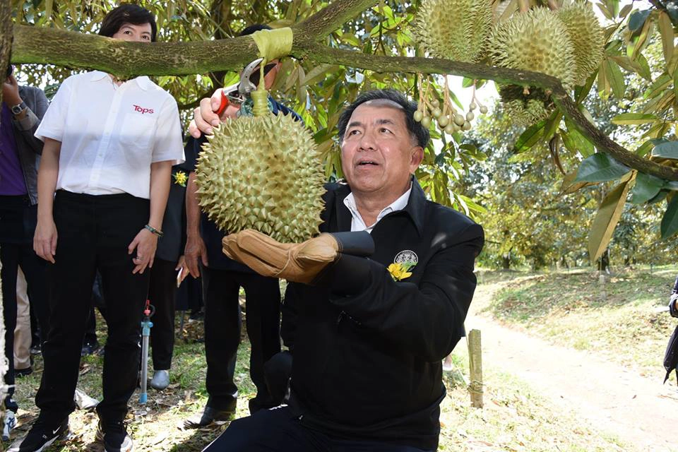 ‘ทุเรียน’ผวาล้น! สั่งกำหนดโควตาปลูก