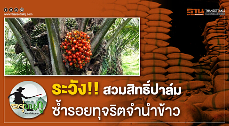 ระวัง!! สวมสิทธิ์ปาล์มซ้ำรอยทุจริตจำนำข้าว ระวัง!! สวมสิทธิ์ปาล์มซ้ำรอยทุจริตจำนำข้าว