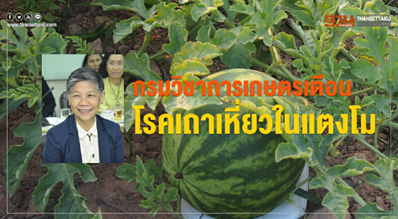 กรมวิชาการเกษตรเตือนโรคเถาเหี่ยวในแตงโม กรมวิชาการเกษตรเตือนโรคเถาเหี่ยวในแตงโม