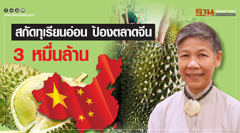 สกัดทุเรียนอ่อนป้องตลาดจีน 3 หมื่นล้าน สกัดทุเรียนอ่อนป้องตลาดจีน 3 หมื่นล้าน