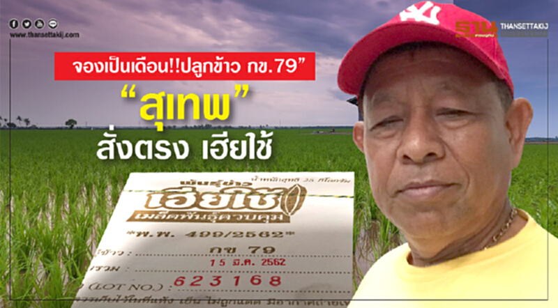 จองเป็นเดือน!! ปลูกข้าว กข.79” “สุเทพ”สั่งตรงเฮียใช้ จองเป็นเดือน!! ปลูกข้าว กข.79” “สุเทพ”สั่งตรงเฮียใช้