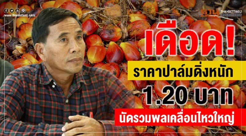 เดือด!ราคาปาล์มดิ่งหนัก 1.20 บาท นัดรวมพลเคลื่อนไหวใหญ่ เดือด!ราคาปาล์มดิ่งหนัก 1.20 บาท นัดรวมพลเคลื่อนไหวใหญ่
