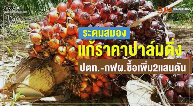 ระดมสมองแก้ราคาปาล์มดิ่ง ปตท.-กฟผ.ซื้อเพิ่ม 2 แสนตัน ระดมสมองแก้ราคาปาล์มดิ่ง ปตท.-กฟผ.ซื้อเพิ่ม 2 แสนตัน