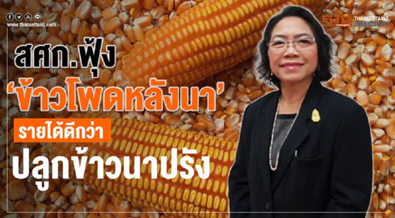 สศก.ฟุ้ง “ข้าวโพดหลังนา” รายได้ดีกว่าปลูกข้าวนาปรัง สศก.ฟุ้ง “ข้าวโพดหลังนา” รายได้ดีกว่าปลูกข้าวนาปรัง
