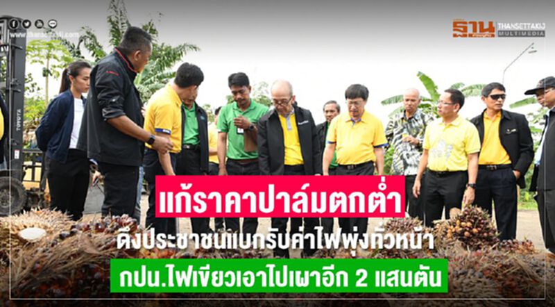 แก้ราคาปาล์มตกต่ำ ดึงประชาชนแบกรับค่าไฟพุ่งทั่วหน้า กปน.ไฟเขียวเอาไปเผาอีก 2 แสนตัน แก้ราคาปาล์มตกต่ำ ดึงประชาชนแบกรับค่าไฟพุ่งทั่วหน้า กปน.ไฟเขียวเอาไปเผาอีก 2 แสนตัน