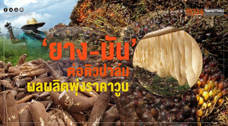 ‘ยาง-มัน’ต่อคิวปาล์ม ผลผลิตพุ่งราคาวูบ ‘ยาง-มัน’ต่อคิวปาล์ม ผลผลิตพุ่งราคาวูบ
