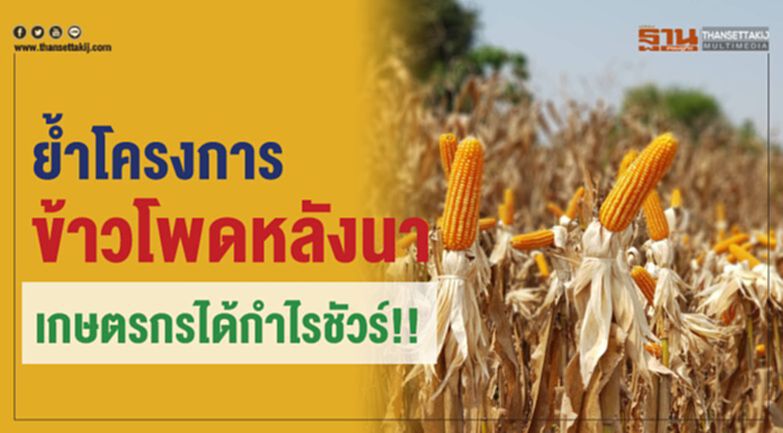ย้ำโครงการข้าวโพดหลังนา เกษตรกรได้กำไรชัวร์!! ย้ำโครงการข้าวโพดหลังนา เกษตรกรได้กำไรชัวร์!!