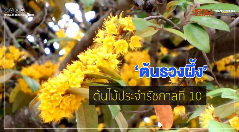 ต้นรวงผึ้ง ต้นไม้ประจำรัชกาลที่ 10 ต้นรวงผึ้ง ต้นไม้ประจำรัชกาลที่ 10