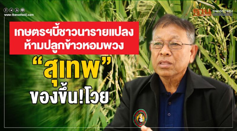 เกษตรฯบี้ชาวนารายแปลงห้ามปลูกข้าวหอมพวง “สุเทพ”ของขึ้นโวย เกษตรฯบี้ชาวนารายแปลงห้ามปลูกข้าวหอมพวง “สุเทพ”ของขึ้นโวย