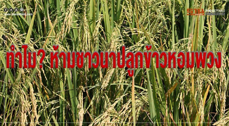 ทำไม? ห้ามชาวนาปลูกข้าวหอมพวง ทำไม? ห้ามชาวนาปลูกข้าวหอมพวง