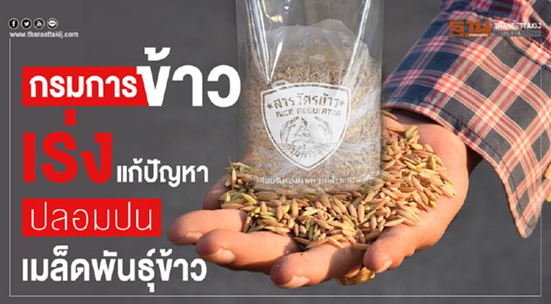 กรมการข้าวเร่งแก้ปัญหา ปลอมปนเมล็ดพันธุ์ข้าว กรมการข้าวเร่งแก้ปัญหา ปลอมปนเมล็ดพันธุ์ข้าว