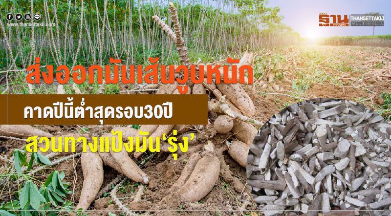 ส่งออกมันเส้นวูบหนัก!  คาดปีนี้ตํ่าสุดรอบ 30 ปี-สวนทางแป้งมัน‘รุ่ง’