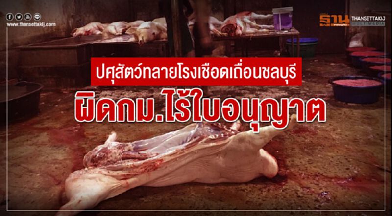 ปศุสัตว์ทลายโรงเชือดเถื่อนชลบุรี ผิดกม.ไร้ใบอนุญาต ปศุสัตว์ทลายโรงเชือดเถื่อนชลบุรี ผิดกม.ไร้ใบอนุญาต
