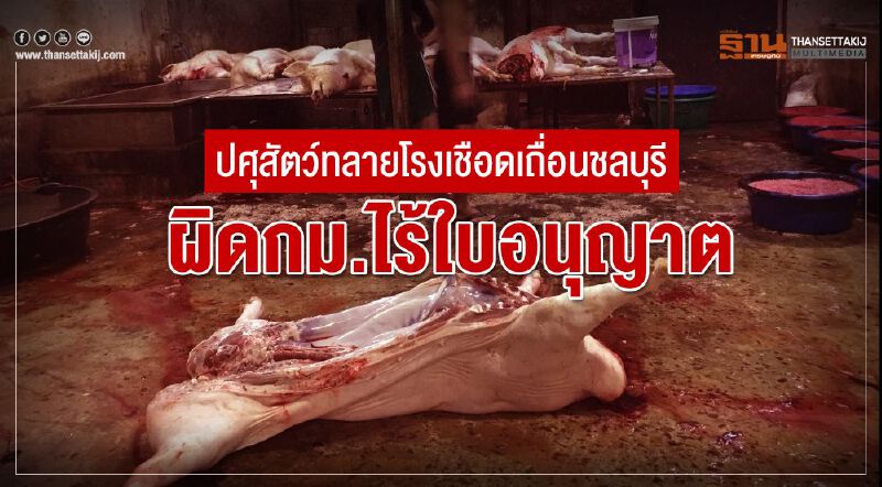 ปศุสัตว์ทลายโรงเชือดเถื่อนชลบุรี ผิดกม.ไร้ใบอนุญาต
