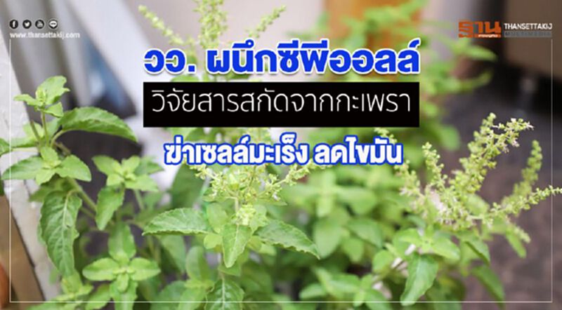 วว. ผนึกซีพีออลล์ วิจัยสารสกัดจากกะเพรา ฆ่าเซลล์มะเร็ง ลดไขมัน วว. ผนึกซีพีออลล์ วิจัยสารสกัดจากกะเพรา ฆ่าเซลล์มะเร็ง ลดไขมัน