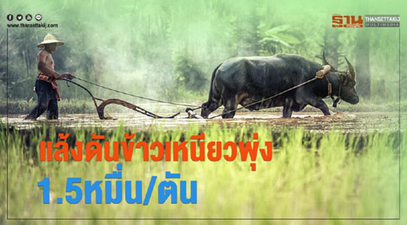 แล้งดันข้าวเหนียวพุ่ง1.5หมื่น/ตัน แล้งดันข้าวเหนียวพุ่ง1.5หมื่น/ตัน
