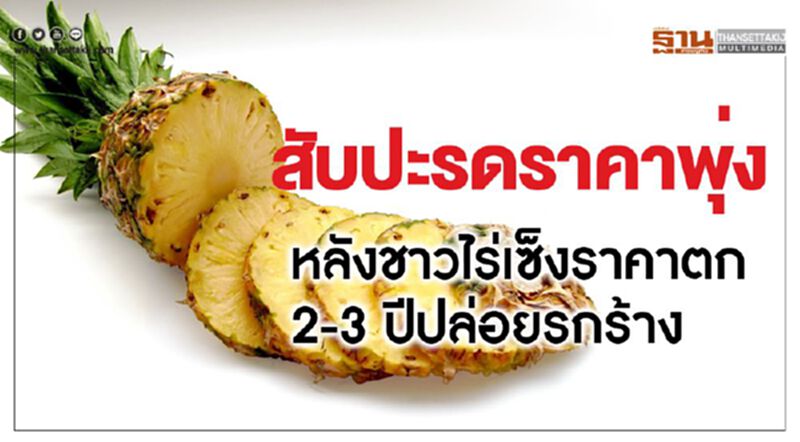 สับปะรดราคาพุ่งหลังชาวไร่เซ็งราคาตก 2-3 ปีปล่อยรกร้าง สับปะรดราคาพุ่งหลังชาวไร่เซ็งราคาตก 2-3 ปีปล่อยรกร้าง