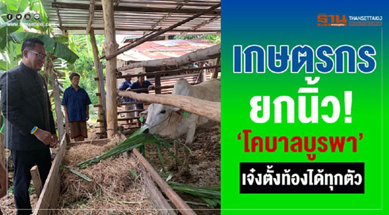 เกษตรกรยกนิ้ว! 'โคบาลบูรพา' เจ๋งตั้งท้องได้ทุกตัว เกษตรกรยกนิ้ว! 'โคบาลบูรพา' เจ๋งตั้งท้องได้ทุกตัว