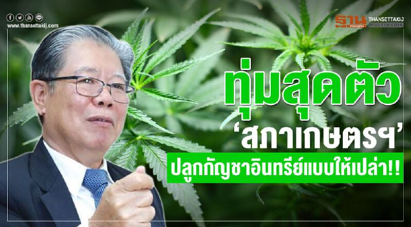 ทุ่มสุดตัว “สภาเกษตรฯ”ปลูกกัญชาอินทรีย์แบบให้เปล่า!! ทุ่มสุดตัว “สภาเกษตรฯ”ปลูกกัญชาอินทรีย์แบบให้เปล่า!!