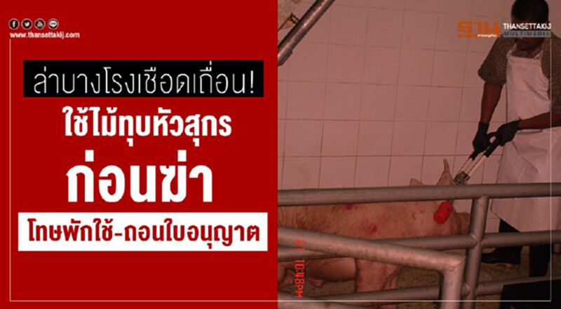ล่าบางโรงเชือดเถื่อน!ใช้ไม้ทุบหัวสุกรก่อนฆ่าโทษพักใช้-ถอนใบอนุญาต ล่าบางโรงเชือดเถื่อน!ใช้ไม้ทุบหัวสุกรก่อนฆ่าโทษพักใช้-ถอนใบอนุญาต