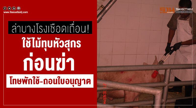 ล่าบางโรงเชือดเถื่อน!ใช้ไม้ทุบหัวสุกรก่อนฆ่าโทษพักใช้-ถอนใบอนุญาต