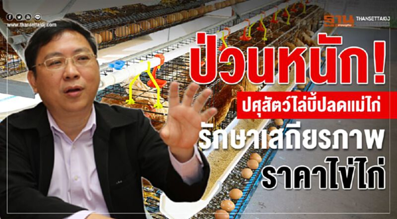 ป่วนหนัก! ‘ปศุสัตว์’ไล่บี้ปลดแม่ไก่รักษาเสถียรภาพราคาไข่ไก่ ป่วนหนัก! ‘ปศุสัตว์’ไล่บี้ปลดแม่ไก่รักษาเสถียรภาพราคาไข่ไก่