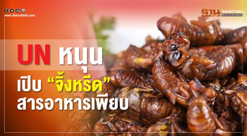 UN หนุนเปิบ"จิ้งหรีด"สารอาหารเพียบ UN หนุนเปิบ"จิ้งหรีด"สารอาหารเพียบ